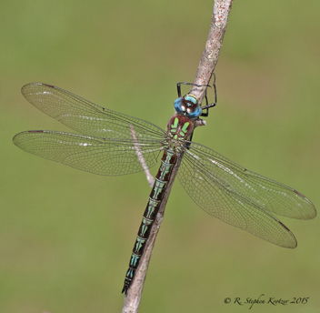 Nasiaeschna pentacantha, male